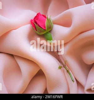 Pink rose flower on delicate cream thin chiffon. Stock Photo