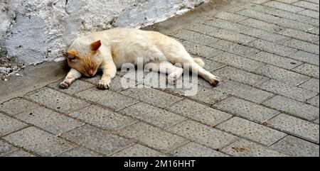 Ginger and white cat sleeping outside on brick pavement next to wall Stock Photo