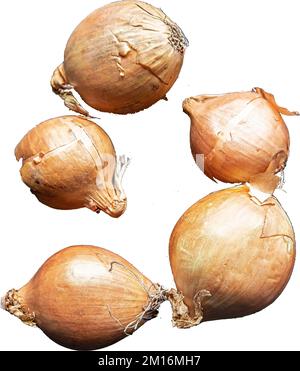 Close up of a composition of 5 unpeeled onions on a white background Stock Photo