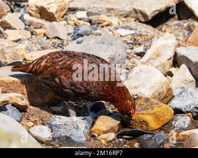 Red grouse Lagopus lagopus scoticus male amongst rocks drinking from Mill Gill, Yorkshire Dales National Park, England, UK, April 2021 Stock Photo