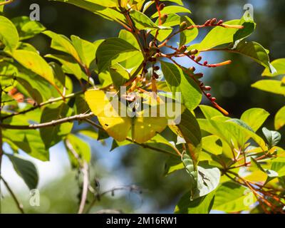 Phoebis philea, the orange-barred sulphur butterfly, feeding on flowers with its wings open. Stock Photo