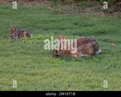Two eastern cottontail rabbits, Sylvilagus floridanus, feeding on grass. Stock Photo