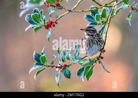 A redwing bird, Turdus iliacu, eating berries from a bush during winter season Stock Photo