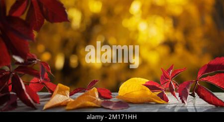 Beautiful natural autumn background with colorful leaves on a wooden table and blurred trees in the park. Blank for design, postcards or advertising. Stock Photo