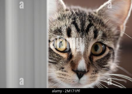 Cute young cat peeking out from behind the door. Stock Photo