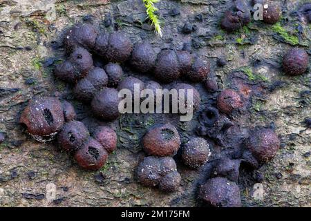 Beech Woodwart Fungus - Hypoxylon fragiforme on rotting Beech trunk Stock Photo