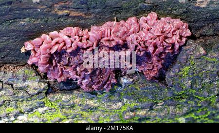 Purple Jellydisc Fungus - Ascocoryne sarcoides on log Stock Photo