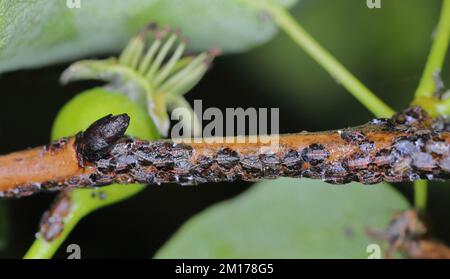 Cacopsylla pyri (pear psylla, European pear sucker) Psyllidae. Nymphs, larvae on a pear tree shoot. Stock Photo