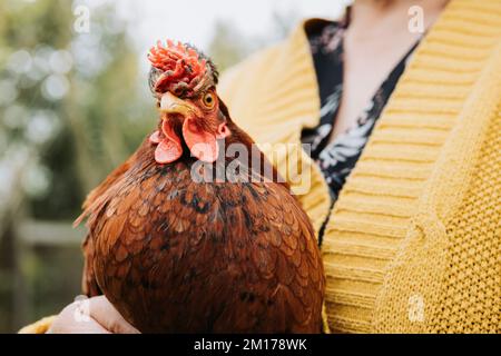 Unrecognizable farmer woman holding red chicken breed in her organic farm Stock Photo