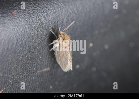 Psychodidae, called drain flies, sink, filter, sewer, or sewer gnats, is a family of true flies. Stock Photo