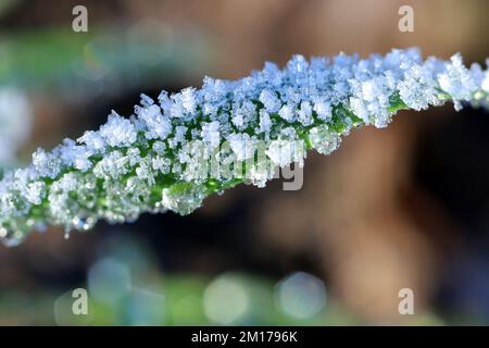 Ice crystals on winter cereals in the fall. Frost. Stock Photo