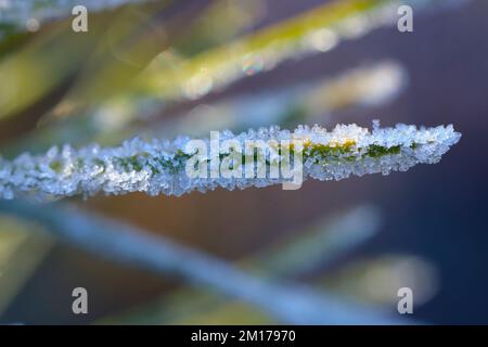 Ice crystals on winter cereals in the fall. Frost. Stock Photo