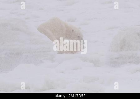 Polar bear mother and cub on the ice, Churchill, Manitoba Stock Photo