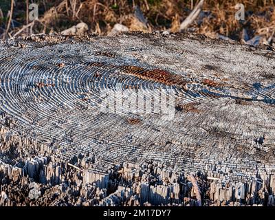 Tree rings on an old stump are highlighted with texture created by the contrast from sunlight. Stock Photo