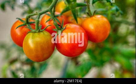 Home grown ripe tomatoes on the vine Stock Photo