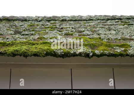 Shingled roof of a white building covered with growth, including green moss and lichen on a cloudy day Stock Photo