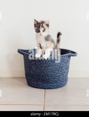 Young Fluffy Calico Kitten Playing in a Basket Stock Photo