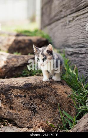 Small Young Calico Kitten Exploring Outdoors Backyard on Garden Rocks Stock Photo