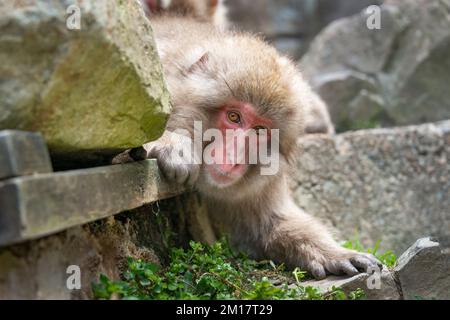 Japanese Macaque monkey peeping out from behind rocks. Snow monkey park, Nagano, Japan. Stock Photo