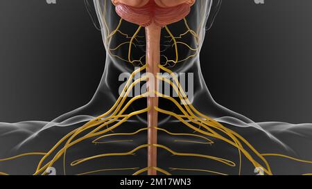 The central nervous system is made up of the brain and spinal cord 3D illustration Stock Photo