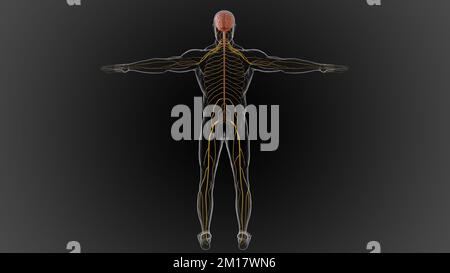 The central nervous system is made up of the brain and spinal cord 3D illustration Stock Photo