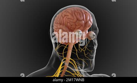 The central nervous system is made up of the brain and spinal cord 3D illustration Stock Photo