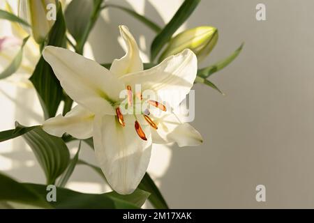 Beige delicate lilies close-up. Beautiful flowers in a warm light. Authentic background. Aesthetic romantic natural design. The concept of a holiday, Stock Photo