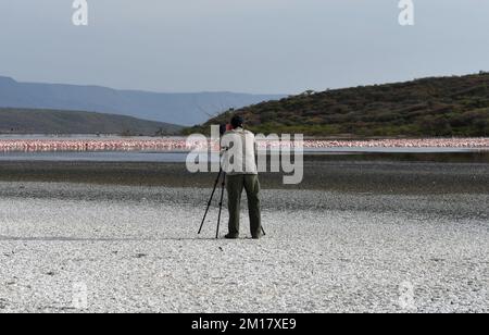 Photographer taking pictures of flamingos (Phoenicopteridae) at Lake Nakuru, Salt Lake, Rift Valley, Kenya, Africa Stock Photo