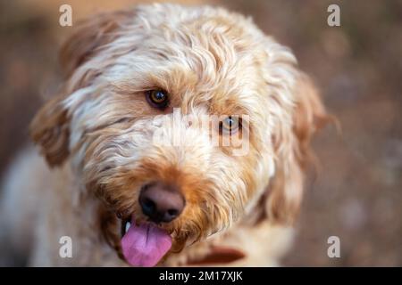 A closeup portrait of a Labradoodle with its tongue out, looking into the camera Stock Photo