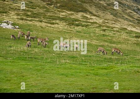 A group of alpine ibexes (Capra ibex) eating grass in a meadow, Bernese Oberland, Canton Bern, Switzerland, Europe Stock Photo