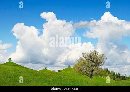 Moraine landscape, with lime trees (Tilia), leaf shoots on hill, sky with cumulus cloud (Cumulus), Hirzel, Canton Zurich Stock Photo