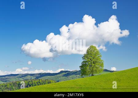 Solitary tree, lime tree (Tilia), leaf budding on green meadow, sky with cumulus cloud (Cumulus), Canton Zug, Switzerland, Europe Stock Photo
