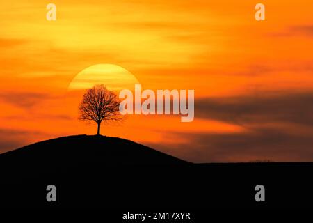 Setting sun shining through lime tree (Tilia), Canton Zug, Switzerland, Europe Stock Photo