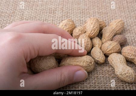 Peanuts in hand and on a linen canvas background Stock Photo