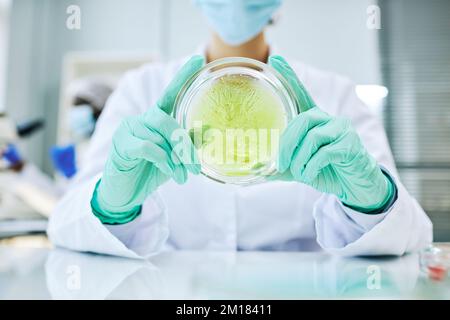 Close up of scientist holding petri dish with colored liquid while doing tests in laboratory Stock Photo