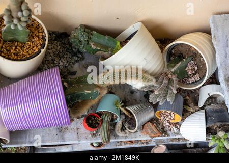 Broken flower pots with damaged plants closeup view . Damage concept Stock Photo