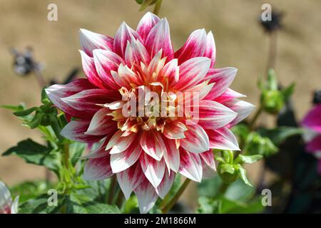 the-dahlia-dahlia-is-a-genus-of-flowering-plants-in-the-sunflower