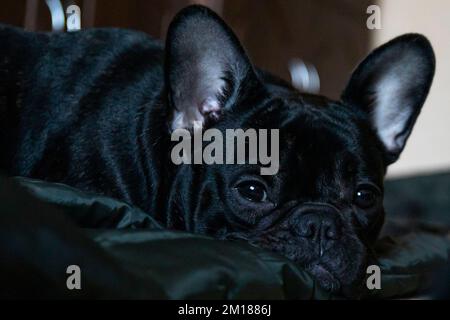 Sleepy french bulldog puppy lies on the floor portrait Stock Photo