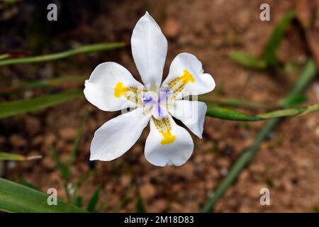 Large wild iris flower (Dietes grandiflora) on garden Stock Photo