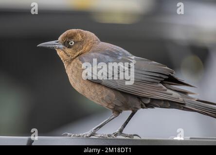 Female Great-tailed grackle, Quiscalus mexicanus perched on boat, in winter. Stock Photo