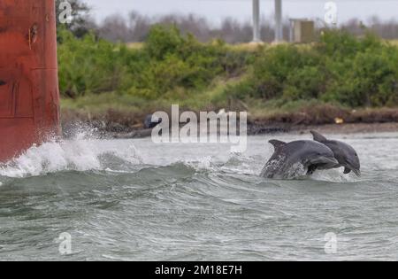Common bottlenose dolphins, Tursiops truncatus, diving and playing in front of moving ship. Port Aransas, Texas. Stock Photo