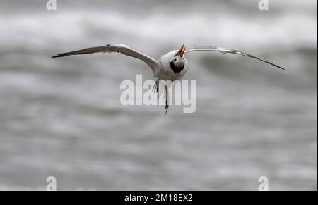 Royal tern, Thalasseus maximus, in flight in winter, shaking itself after preening; Texas. Stock Photo
