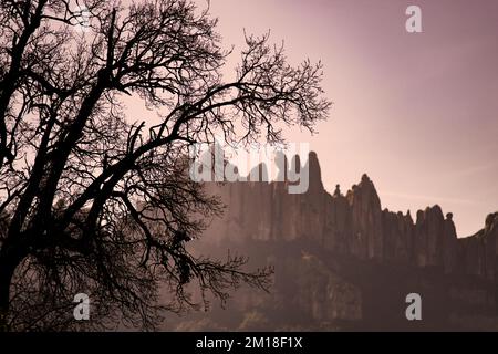 The leafless trees surrounded by the rocky mountains at scenic sunset Stock Photo