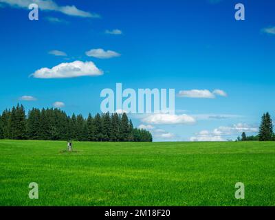 Hilly landscape view on a pasture and small hide for the hunter in front of group of conifers under blue sky with small white clouds in summer in dayl Stock Photo