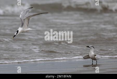 Sandwich terns, Thalasseus sandvicensis, in winter, displaying with caught fish on beach. Stock Photo