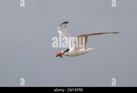 Royal tern, Thalasseus maximus, in flight, carrying fish prey, in winter, Texas. Stock Photo