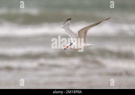 Royal tern, Thalasseus maximus, in flight, carrying fish prey, in winter, Texas. Stock Photo