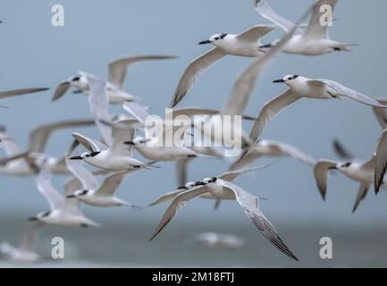 Flock of Sandwich terns, (Cabot's tern) Thalasseus sandvicensis, in flight in winter, Texas. Stock Photo