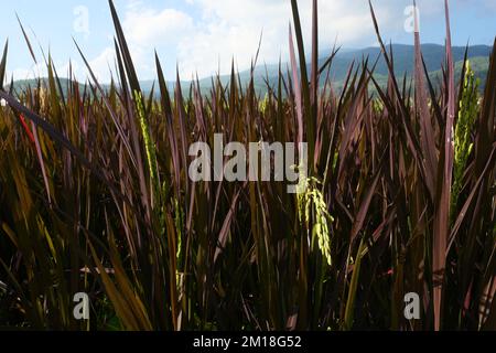 Sprouting Purple Rice Purple Rice plant in organic rice paddy fields Stock Photo - Alamy