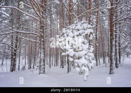 Snowdrifts on a young Pine trees in a forest Stock Photo